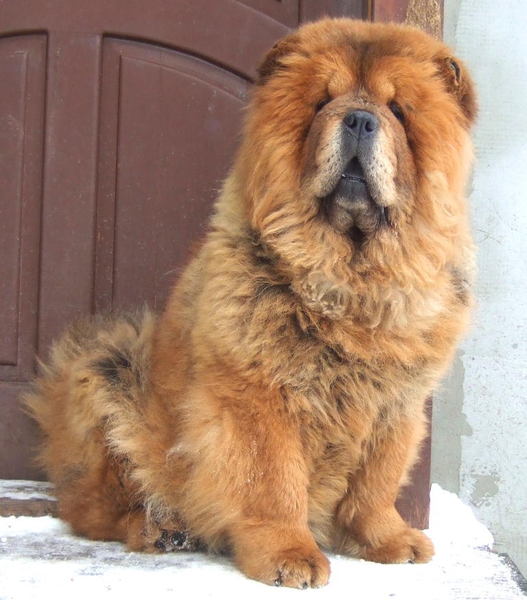 Coco