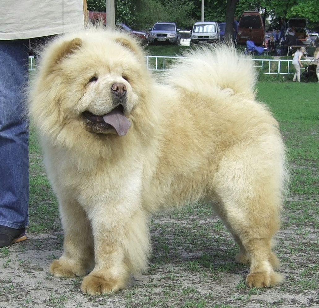 Yan